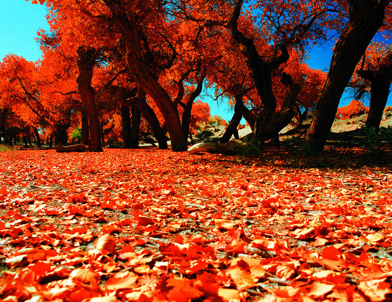 Populus Euphratica Forest