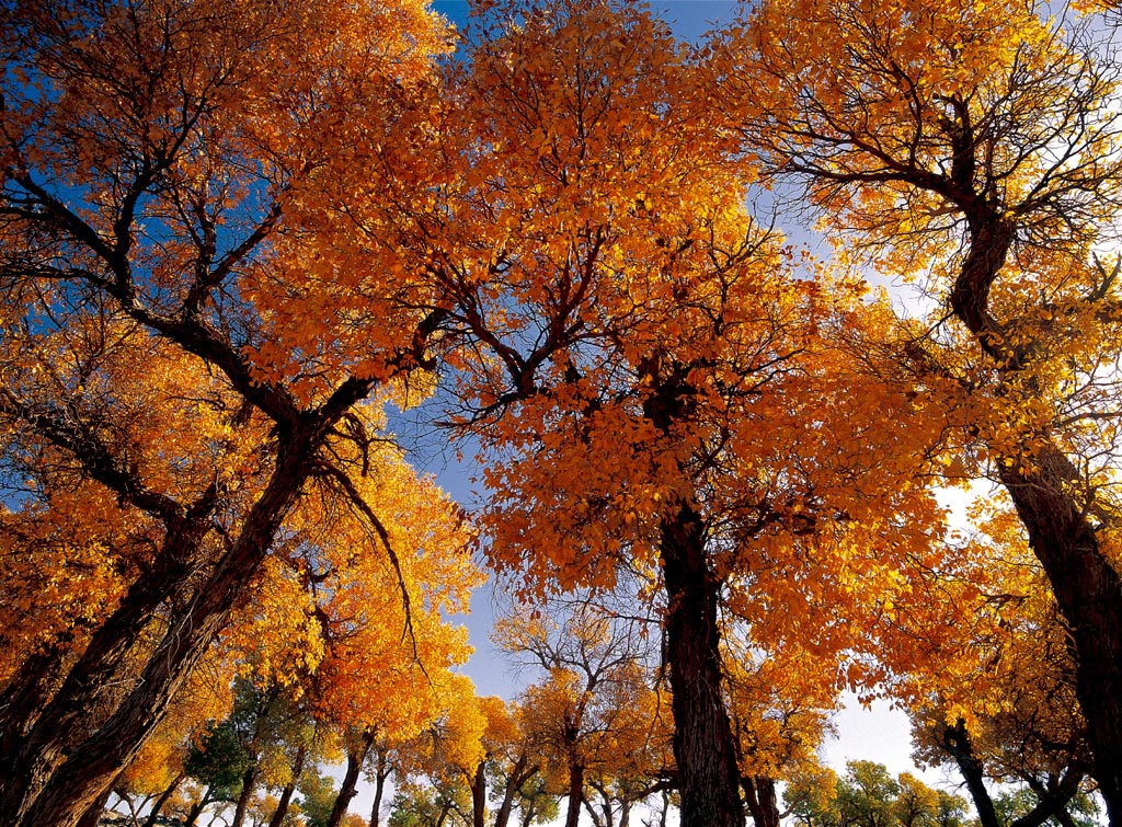 Populus Euphratica Forest