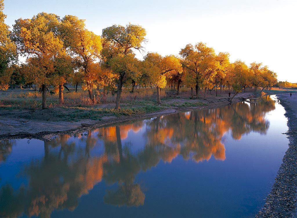 Populus Euphratica Forest